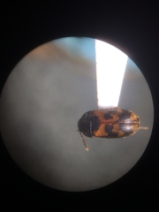Mycetophagus flexuosus