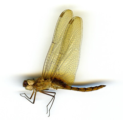 Tauriphila australis