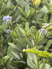 Ceanothus griseus