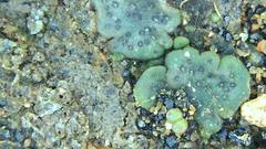 Clavascidium lacinulatum