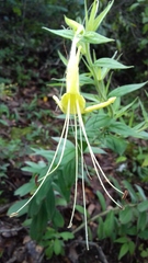 Lithospermum exsertum