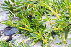 Sesuvium portulacastrum image