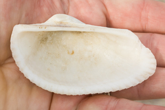 Anadara secticostata