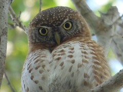Glaucidium siju