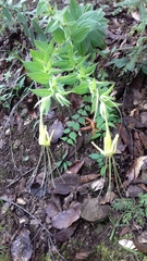 Lithospermum exsertum