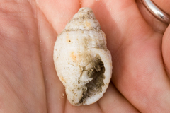 Cancellaria reticulata image
