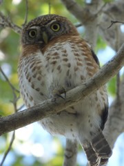 Glaucidium siju