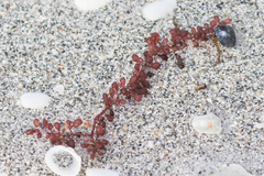 Botryocladia occidentalis