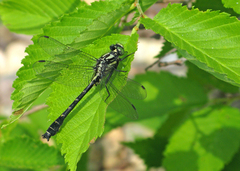 Hylogomphus adelphus