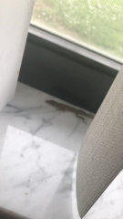 Anolis carolinensis