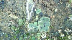 Clavascidium lacinulatum