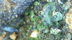 Clavascidium lacinulatum