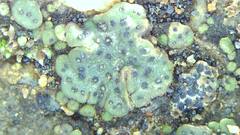 Clavascidium lacinulatum