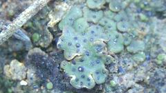 Clavascidium lacinulatum