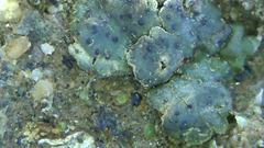 Clavascidium lacinulatum