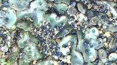 Clavascidium lacinulatum