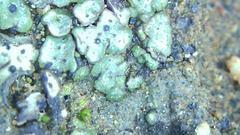 Clavascidium lacinulatum