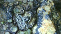 Clavascidium lacinulatum