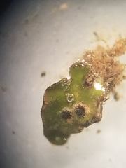 Clavascidium lacinulatum