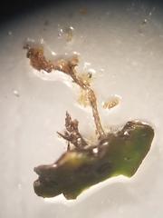 Clavascidium lacinulatum