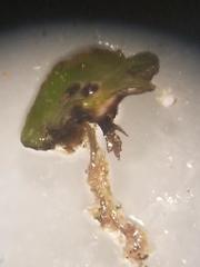 Clavascidium lacinulatum