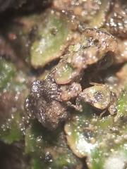 Clavascidium lacinulatum