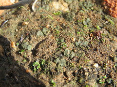 Clavascidium lacinulatum