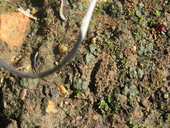 Clavascidium lacinulatum