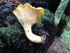 Cantharellus californicus