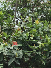 Ixora chinensis