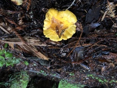 Cantharellus californicus
