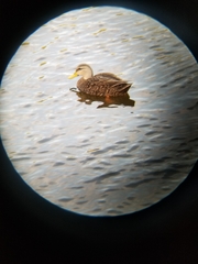 Anas fulvigula maculosa