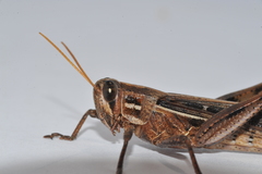 Schistocerca serialis cubense