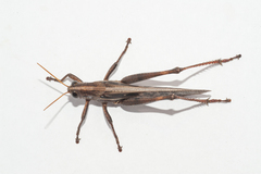 Schistocerca serialis cubense