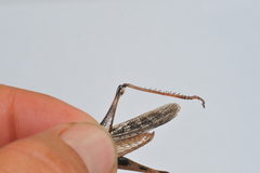 Schistocerca serialis cubense