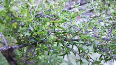 Coprosma microcarpa