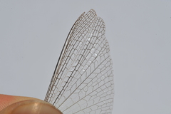 Schistocerca serialis cubense