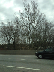 Platanus occidentalis