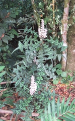 Acanthus