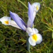 Iris xiphium - Photo Javier martin, לא ידועות מגבלות של זכויות יוצרים  (נחלת הכלל)