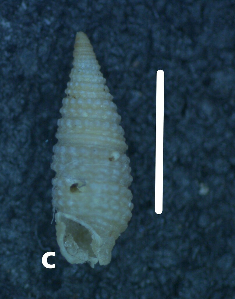 Sagenotriphora osclausum
