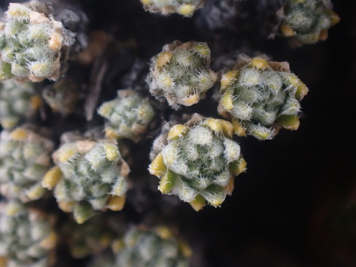 Image of Draba oligosperma by no rights reserved