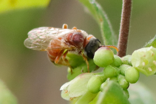 Ligated Furrow Bee photographed in Missouri