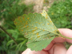 Phragmidium mexicanum