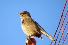 Turdus amaurochalinus