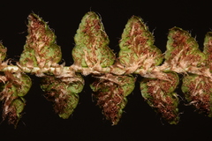 Polystichum glaciale