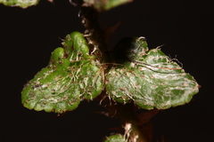 Polystichum glaciale