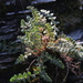 Polystichum glaciale - Photo (c) 沈冠宇(Kuan-yu Shen), some rights reserved (CC BY-NC-ND), uploaded by 沈冠宇(Kuan-yu Shen)