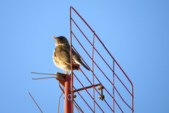Turdus amaurochalinus