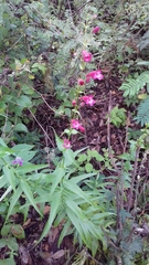 Penstemon hartwegii